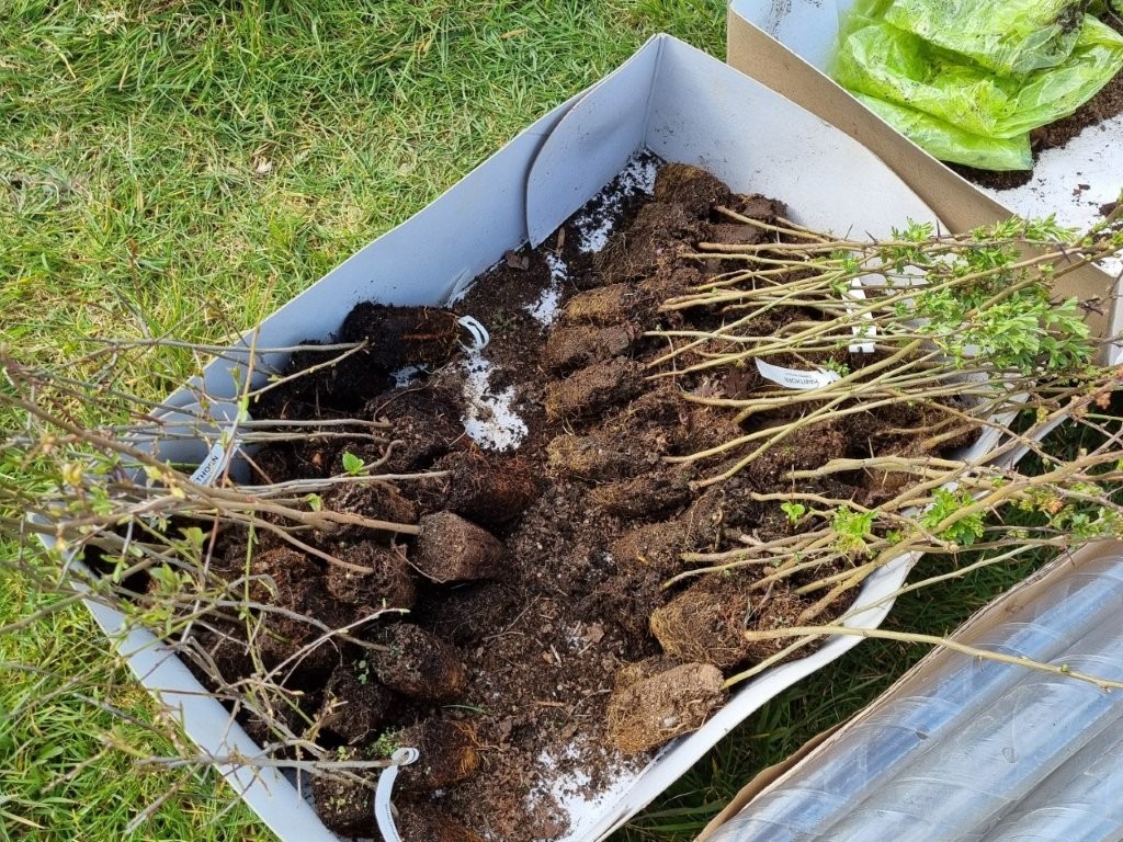 Adventure Plus Tree Planting