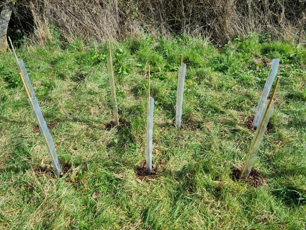 Adventure Plus Tree Planting