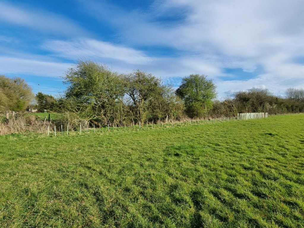 Adventure Plus Tree Planting