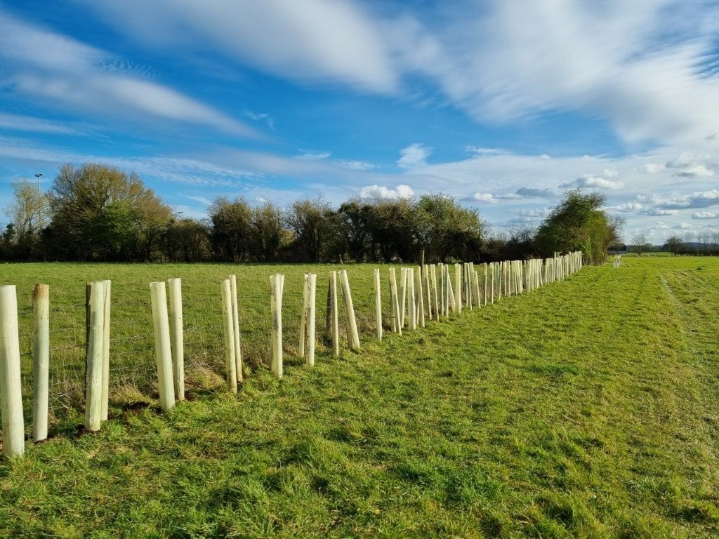 Adventure Plus Tree Planting